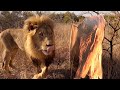 Lion Scents and Sense Abilities - Sight (Part 2) | The Lion Whisperer
