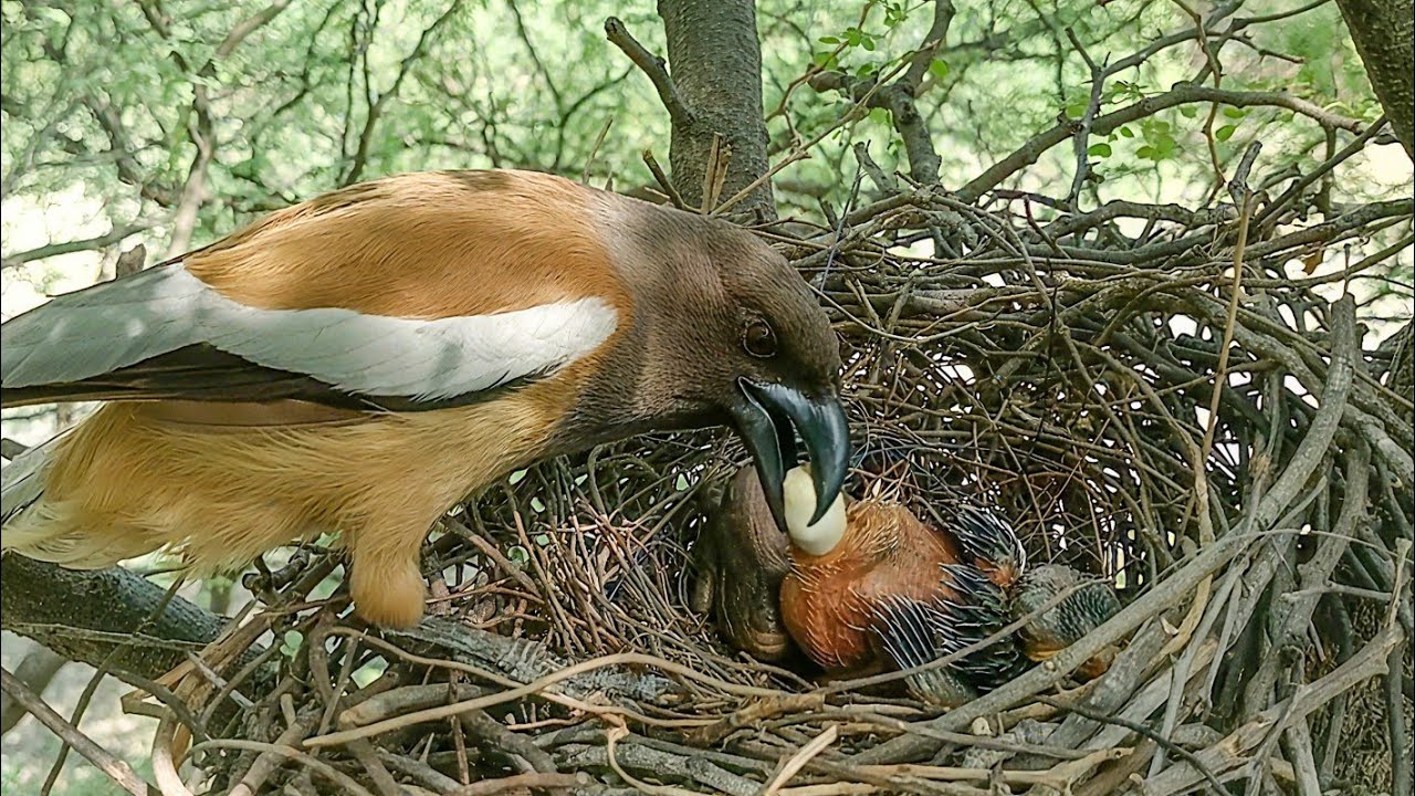 Cuckoo Baby has grown big in the Rufous treepie Bird nest - YouTube