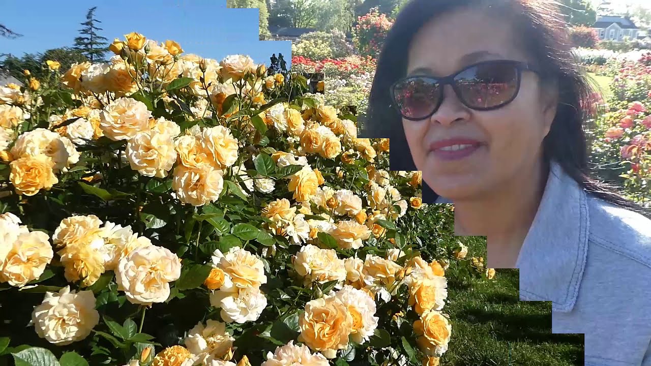 Roses!  Lots of Roses at the San Jose Municipal Rose Garden