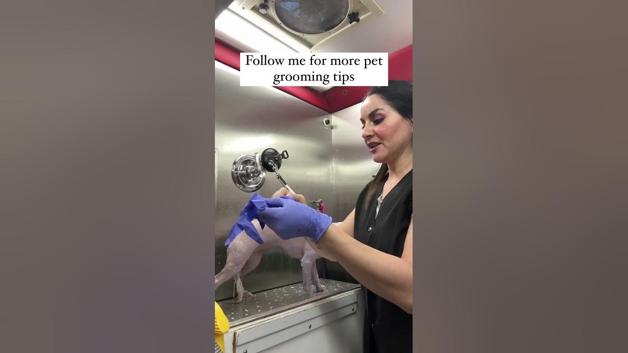 Tci Training Near Me Dogs Anal Glands Tci Training Near Me Dogs Anal Glands