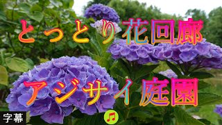 アジサイの咲く頃 6月23日 金曜 曇り時々晴れ 梅雨 ゆりの香り とっとり花回廊 アジサイ庭園 日本 鳥取県西伯郡南部町鶴田 とっとり花回廊