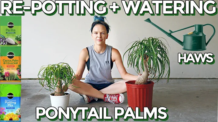 RE-POTTING + HOW TO WATER PONYTAIL PALMS