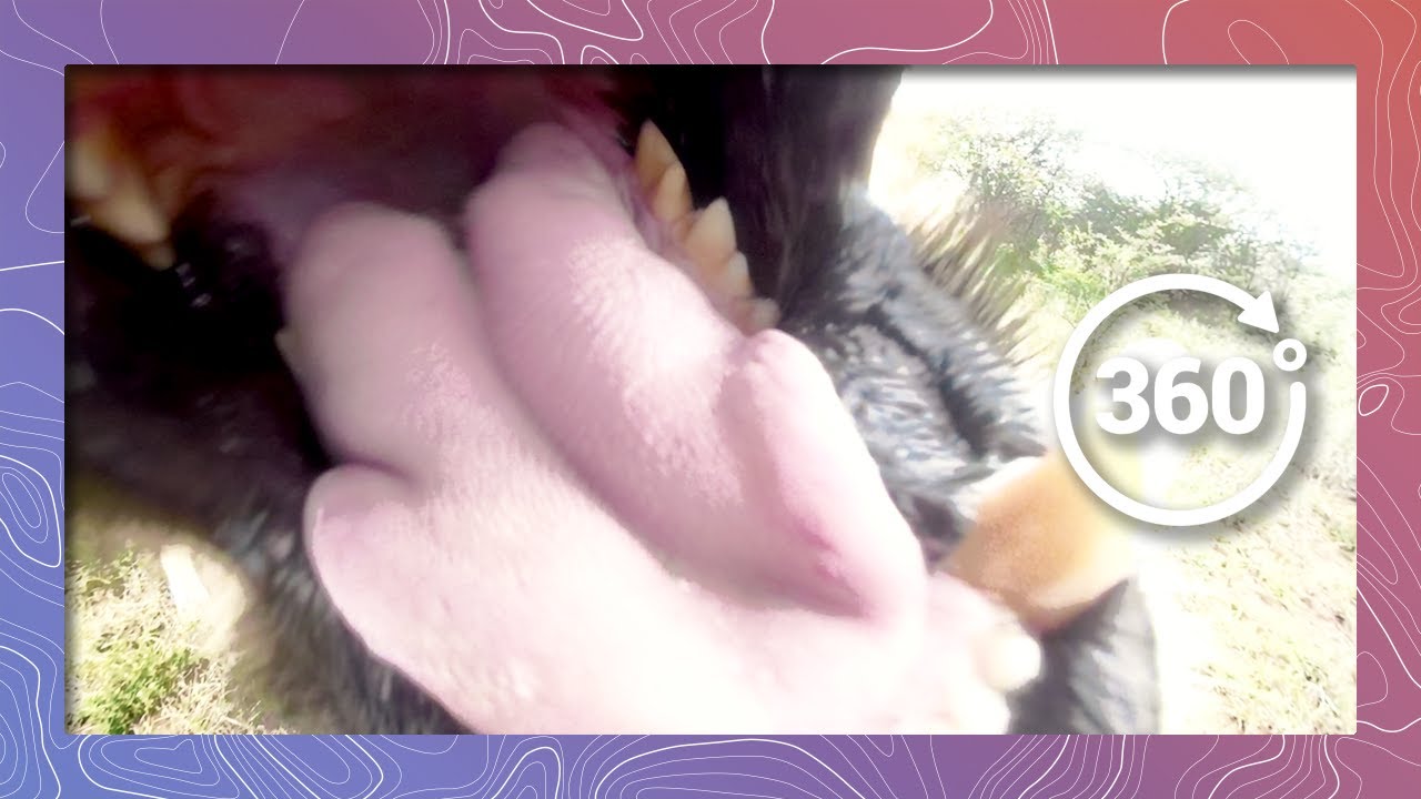 save the world Lion in 360 4k Eats GoPro Fusion and Camera Survives (Wildlife and Nature 2018)