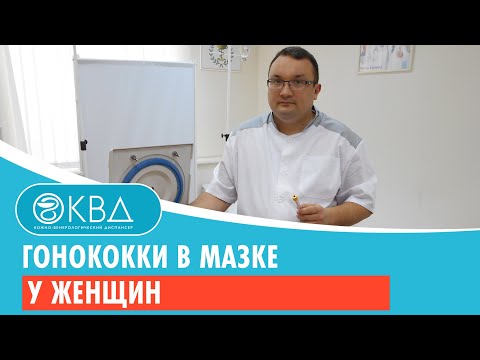Гонококки в мазке у женщин Гонококки в мазке у женщин