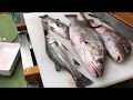 The best process when you catch the fish! - Tsumoto ultimate bleed out method #03