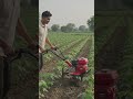 कम समय में ज्यादा काम Sonalika Mini Power Tiller  #Sonalika #MiniPowerTiller #Farming  #PowerTiller