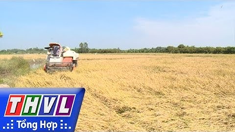 THVL | Nông dân Vĩnh Long trúng mùa vụ lúa Hè Thu