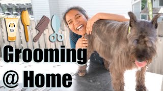 giving my dog a QUARANTINE HAIRCUT and grooming at home!