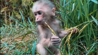 : Full 7 days -mother died in the forest.Help baby monkey from hunter.Lovely and poor baby monkey