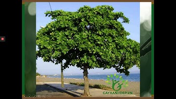 TẬP LÀM VĂN LỚP 4 -LUYỆN TẬP MIÊU TẢ CÁC BỘ PHẬN CỦA CÂY CỐI - NGUYỄN LÊ VÂN - TH NHA TRANG