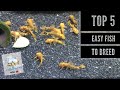 TOP 5 **EASIEST** FISH TO BREED