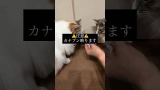 Канабун и кошка (Япония)
