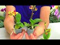 Орхидеи с СЮРПРИЗОМ. Купила ЦВЕТУЩИЕ Орхидеи - Малышки Sogo Gortis , уже с ДЕТКАМИ !!!