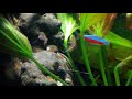 Otocinclus macrospilus and Cardinal tetras     オトシンクルス・マクロスピルスとカージナルテトラ