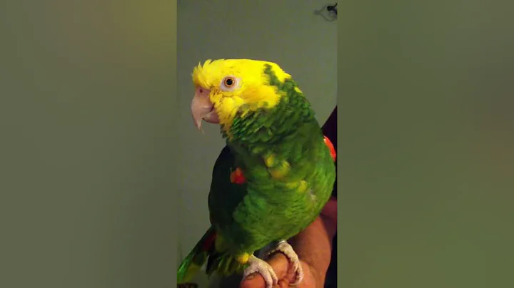 WILLIE BIRD