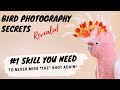 Bird Photography - #1 Skill You Need To Never Miss "The" Shot Again!