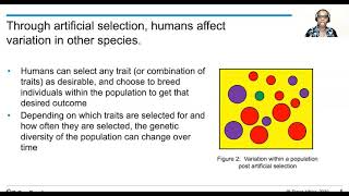 AP Bio Daily video 7.3 artificial selection