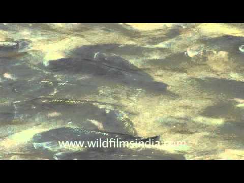 splashing-fins:-fish-of-god,-nageshwar-temple---dwarka