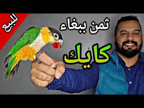 ثمن ببغاء الكيك بيع ببغاء الكايك Moshab Vlog سوق قريعة للطيور سوق طنجة طيور سوق فلوجة 