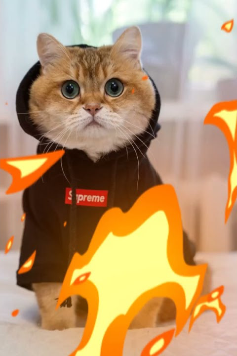 ccp kucing lucu