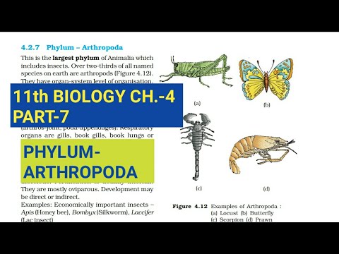 Class 11 Biology| |Part-7||Phylum-Arthropoda||Study with Farru -  YouTube