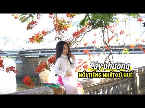Video Cây phượng kỳ lạ nổi tiếng nhất xứ Huế bên cầu Tràng... - youtube