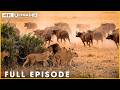 NOMADS OF THE WILD - Savage Conflicts on Open Plains (Full Episode) | Nature Animal Documentary