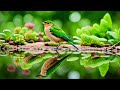 Soothing music for nerves healing music for the heart and blood vessels relaxation music for soul