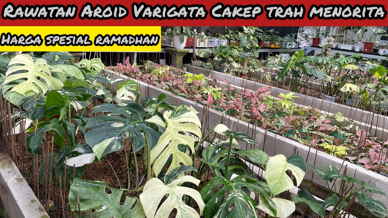 RAWATAN AROID VARIGATA CAKEP TRAH MENORITA DARI FIDELYA PLANT⁉️ HARGA SPESIAL RAMADHAN
