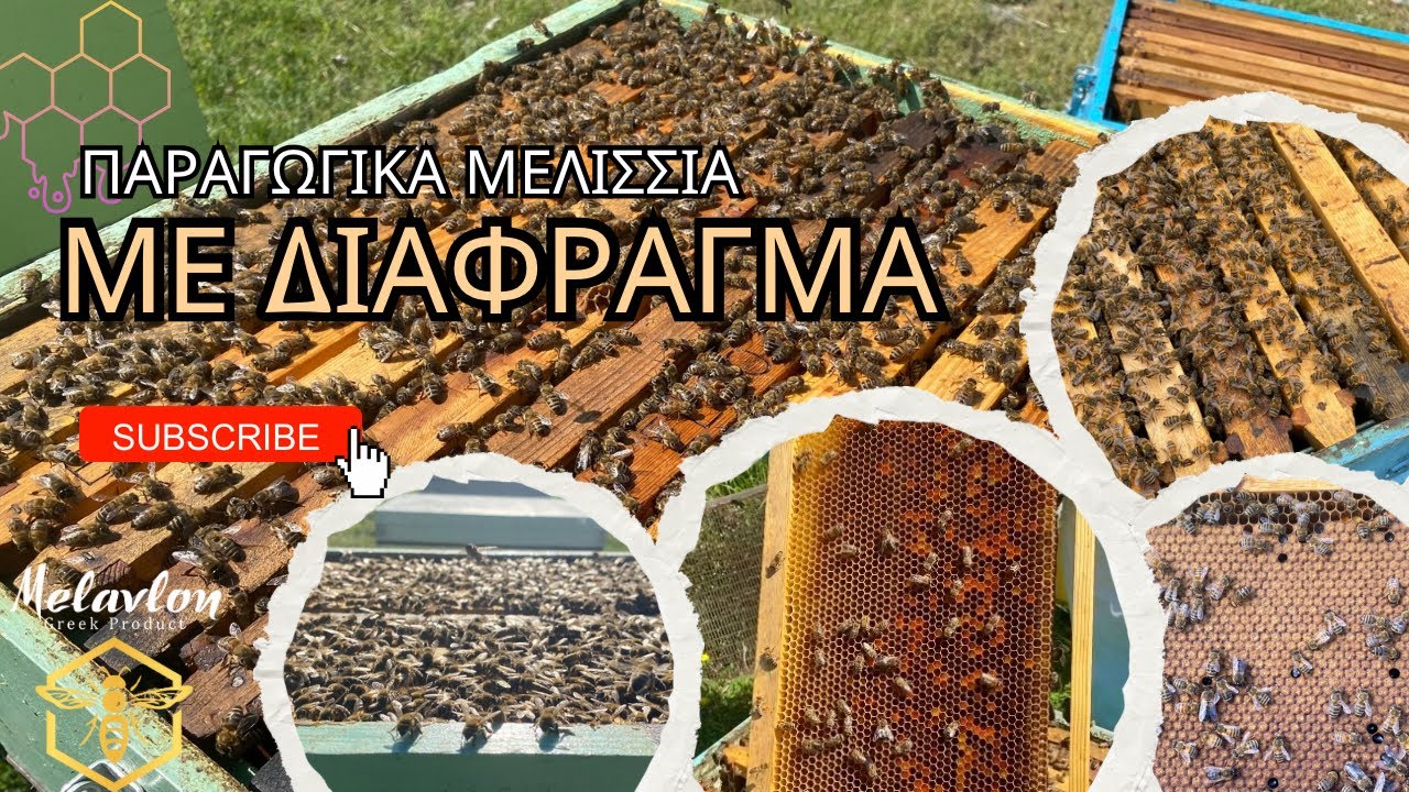 Παραγωγικά μελίσσια με διάφραγμα. Απρίλιος 2025