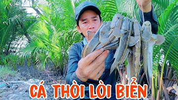 Câu cá thòi lòi biển đặc sản cà mau