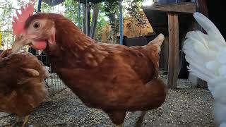 Backyard Chickens Fun Relaxing Video Sounds Noises Continuous Hens Clucking Roosters Crowing!