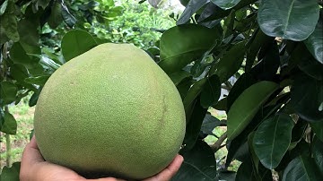 Bưởi Ruby Thái Lan- những lưu ý khi chọn giống-0919705120