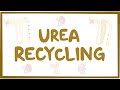 Urea recycling