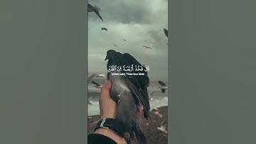 وإذ قال إبراهيم ربي أرني كيف تحيي الموتى ❤️ تلاوة خاشعة❤️