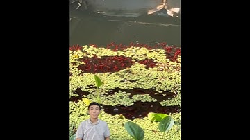 Truy lùng bầy cá đỏ như bông hoa #cacconvat #docla #fishing