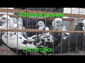 16.02.20. Птичий рынок г. Пятигорск ч 3. The bird market in Pyatigorsk, part 3.