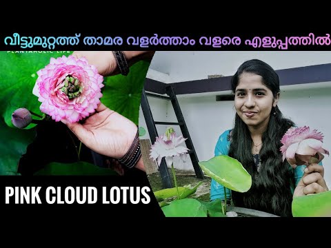 Video: Pink Cloud Of Diascea. Home Cultivation
