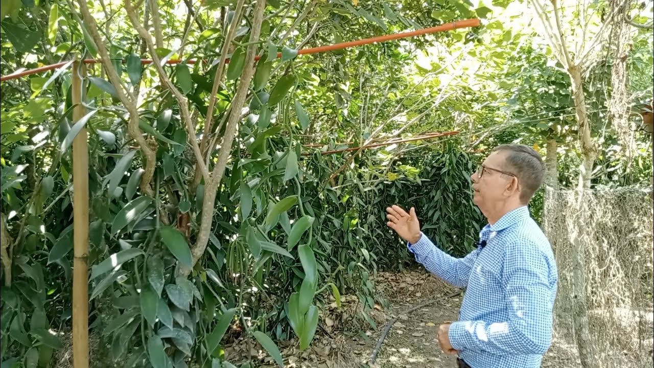 Manejo Intensivo de Vainilla