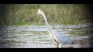 Filmpje 3 van een blauwe reiger op Het Beleven.Dinsdag 19/03/2024.