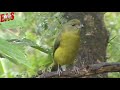 gaturamo-verdadeiro ( Euphonia violacea ) Fêmia