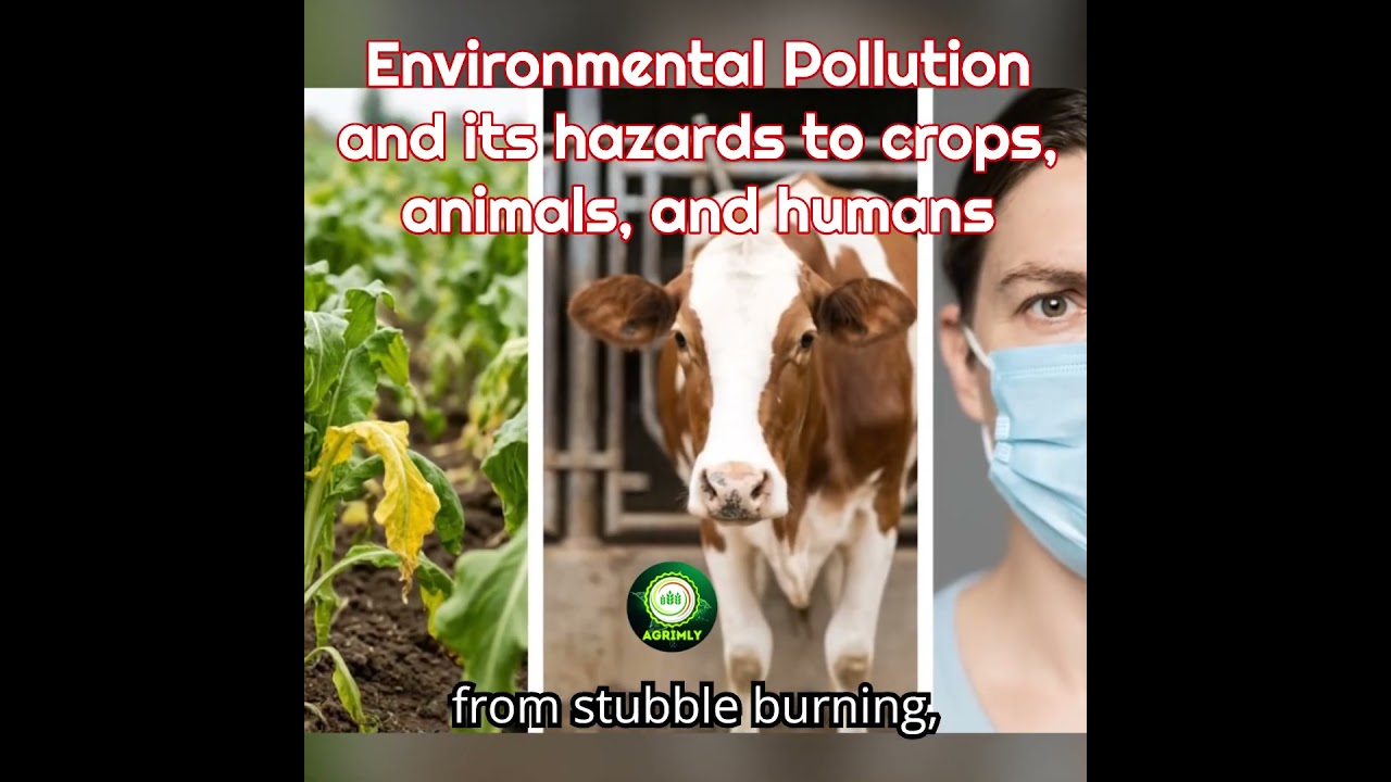 Environmental Pollution and its hazards to crops, animals, and humans Explained  