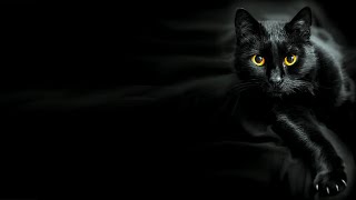 Vinito – El Gato Negro