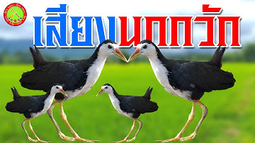 เสียงต่อนกกวัก นกไก่นา นกเข้าเร็วได้ผลแน่นอน100% เสียงนกกวักร้องหาคู่ เสียงชัด100% นกเข้าเร็วมาก100%