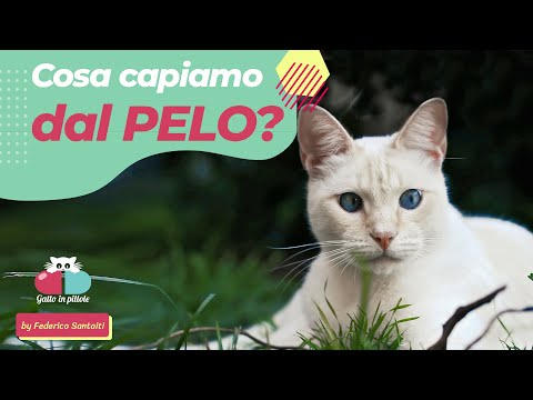 Video: Cosa Aspettarsi Dall'anno Del Gatto