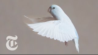 Weighing Flight | ScienceTake | The New York Times