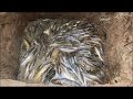 Amazing Deep Hole Fishing   How to fishing with deep hole   Cambodia Traditional Fishing1