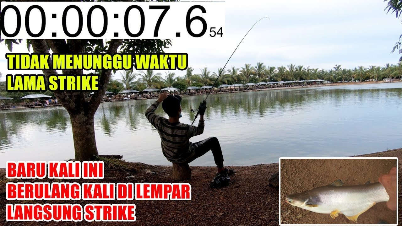 UMPAN HARIAN IKAN PATIN BANDUL GALATAMA,,,NETER ABISS