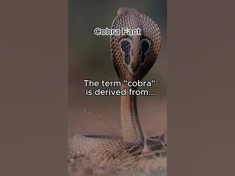 🐍 Unveiling the Origins: Why Are Cobras Called "Snake with Hood"? #