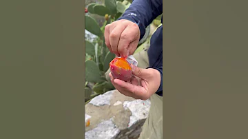 Как называются плоды этого кактуса?